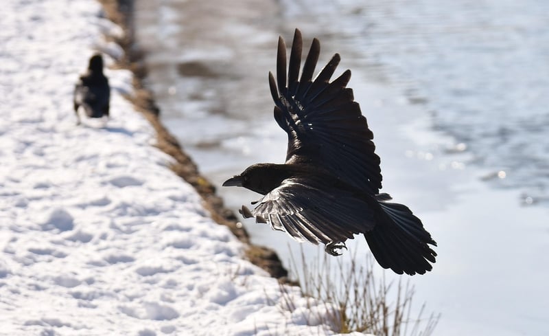 The Raven